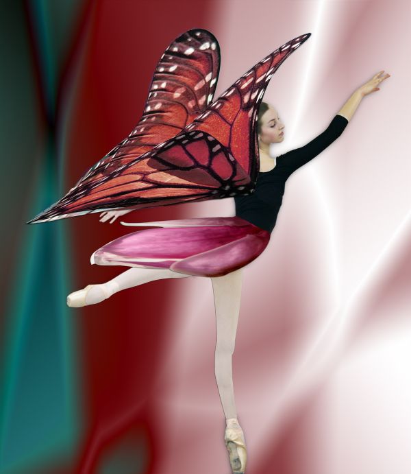 Dance of Monarch butterfly